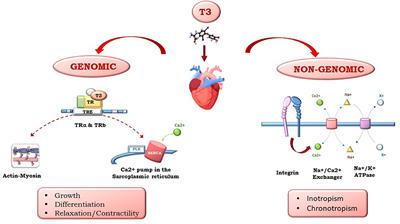 Cardioprotection and Thyroid Hormones in the Clinical Setting of Heart Failure